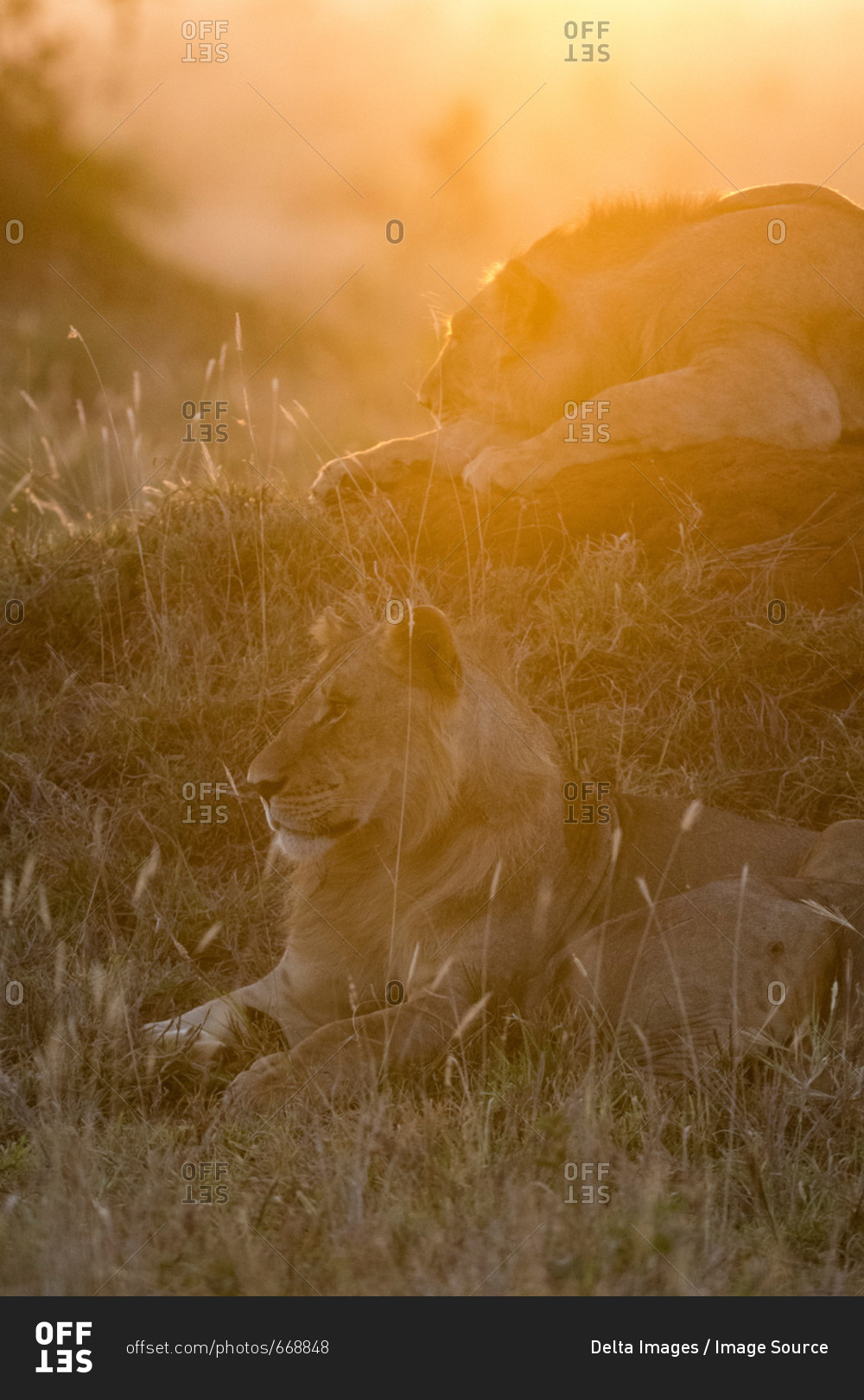 Lions (Panthera leo), at sunset, Tsavo, Kenya, Africa