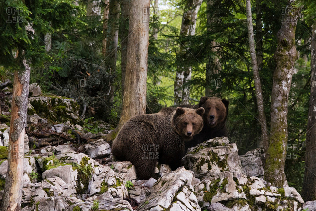 Two European brown bears (Ursus arctos), Markovec, Bohinj Commune, Slovenia, Europe