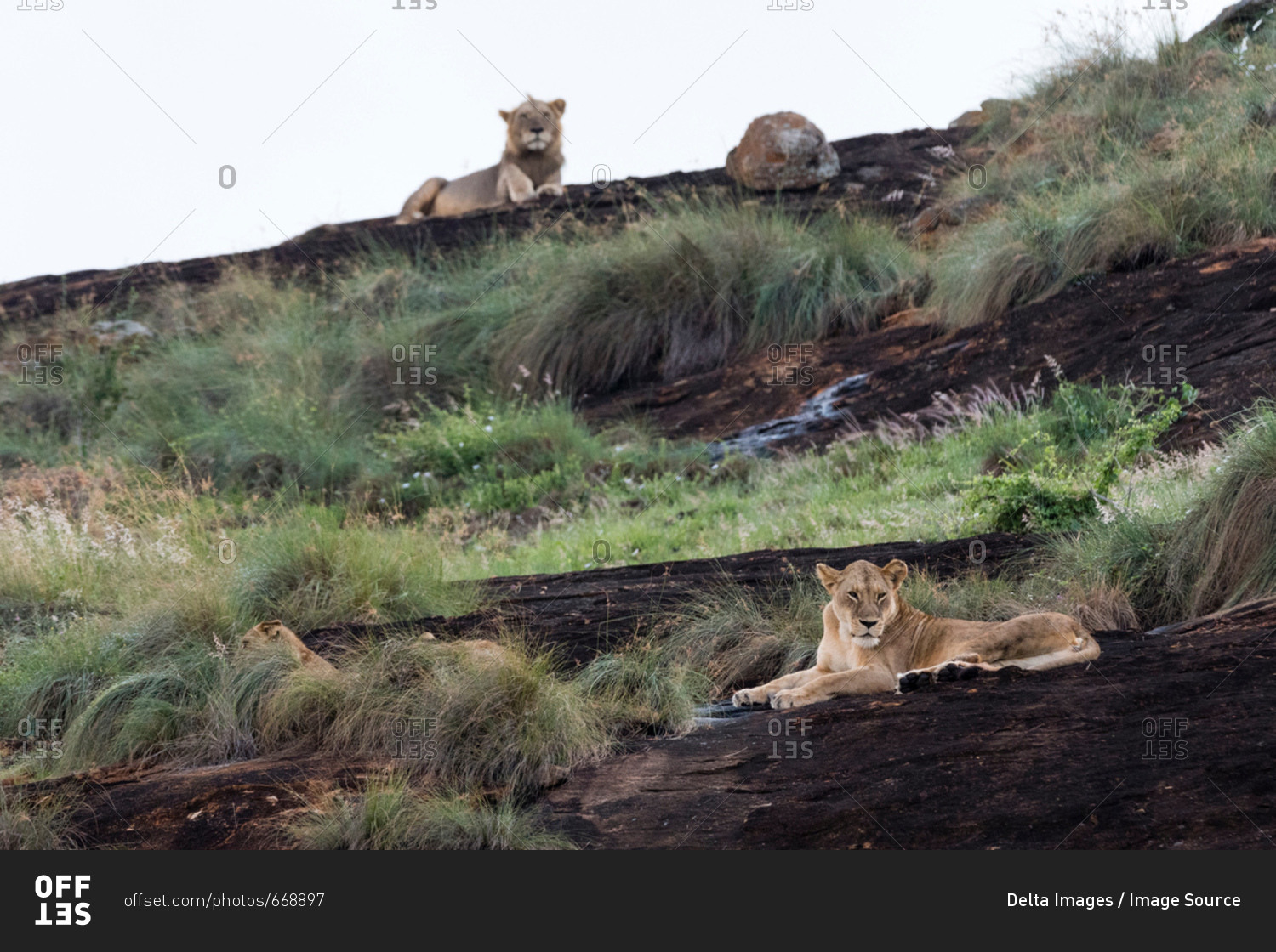 Lioness and male lion (Panthera leo) resting on a Kopje known as Lion Rock in Lualenyi reserve, Tsavo, Kenya
