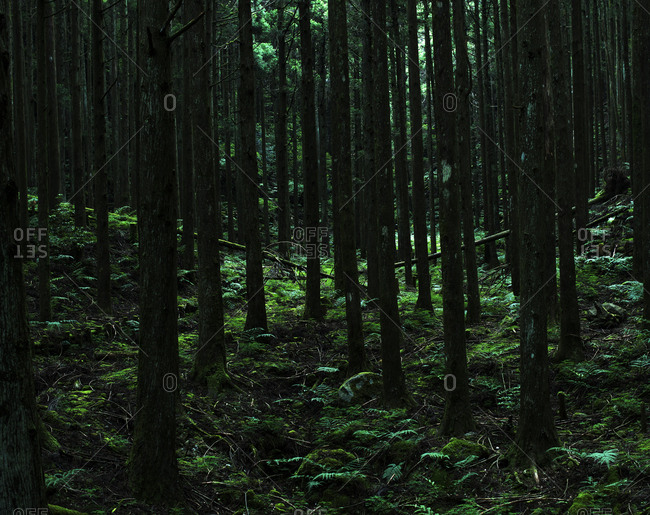 Foto Enchanted dark forest