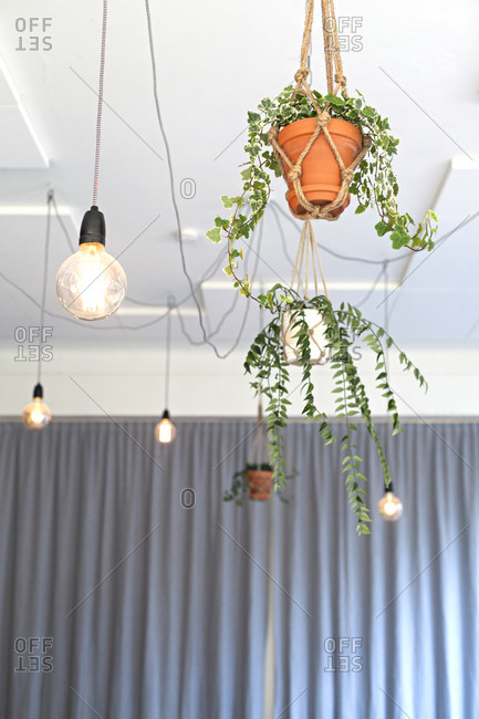 Looking Up At Ceiling Adorned With Hanging Plants And Light