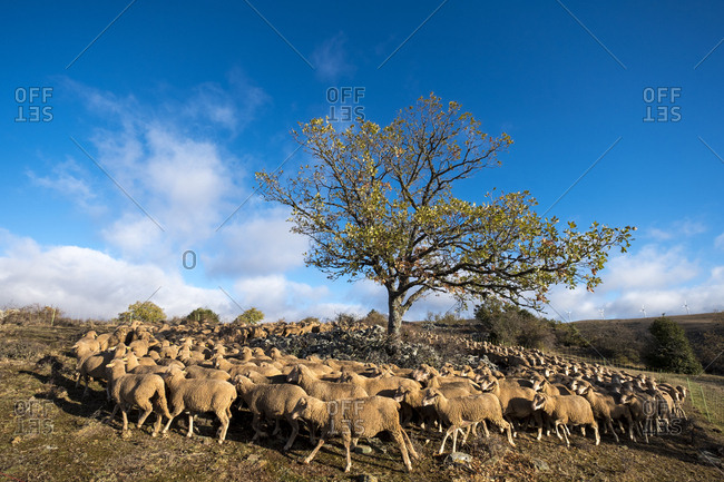 Transhumant route with sheep in the province of Soria in Spain
