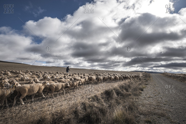 Transhumant route with sheep in the province of Soria in Spain