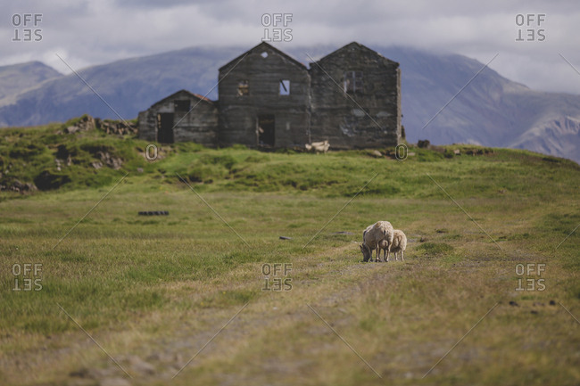 Sheep grazing on grass near derelict farmhouse in rural Iceland