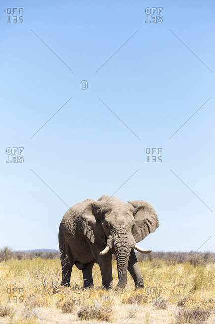 Lonely elephant in Etosha, Namibia, Africa