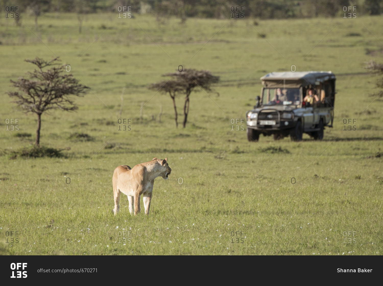 Wild lion on the Maasai Mara, Kenya, watching a tourist safari vehicle
