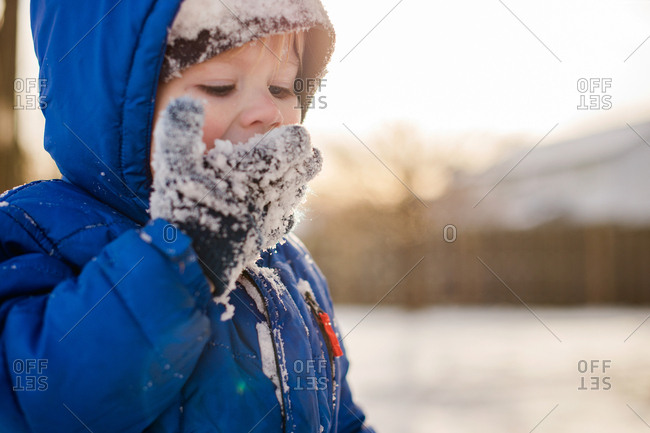 Little boy eating snow from his glove
