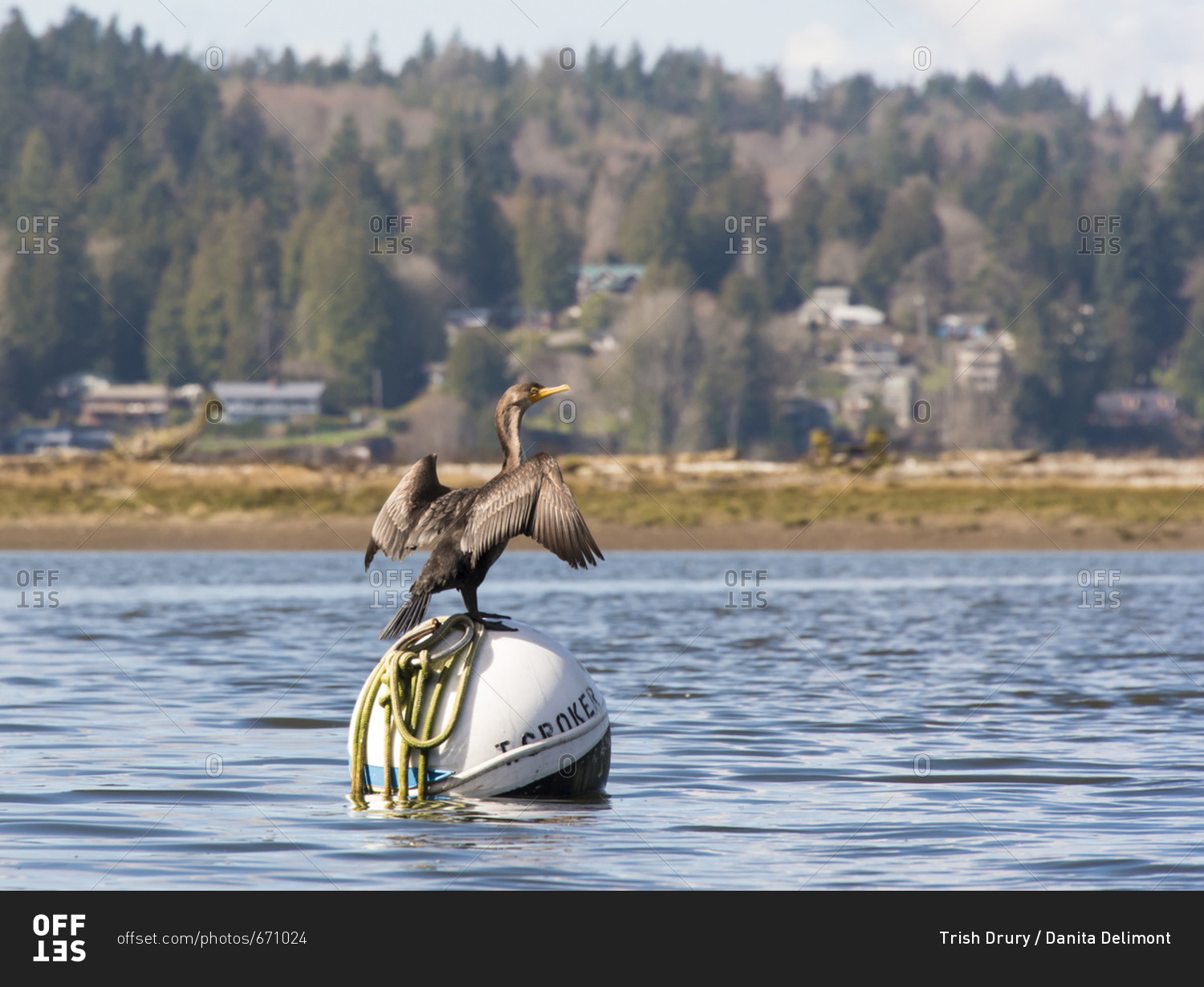 Puget Sound, Washington, USA March 19, 2017 Cormorant dries wings