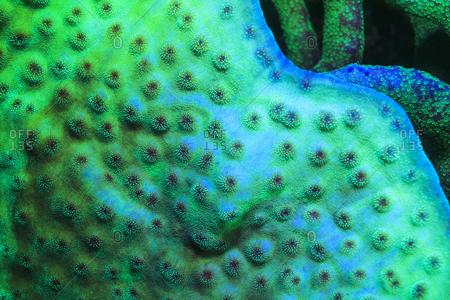 Fluorescing underwater macro images
