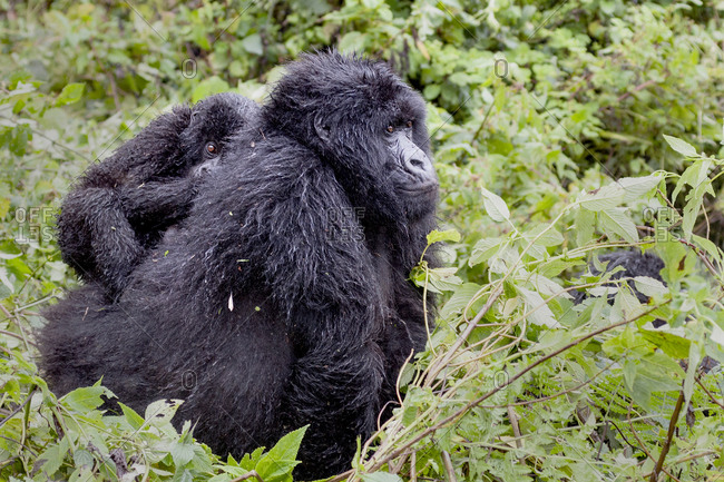 Virunga Mountains, Rwanda, Africa, Mountain Gorillas