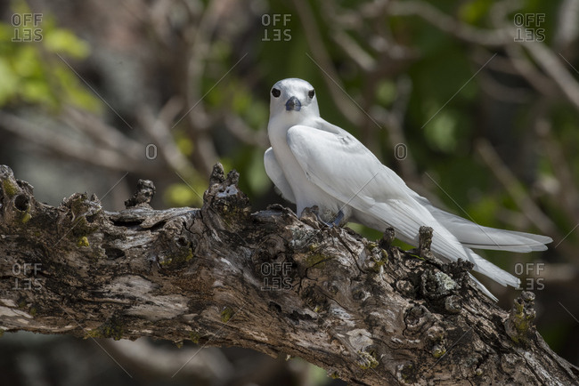 Seychelles, Aride, Aride is the northern most island of the granitic Seychelles, Fairy tern, white tern, with egg on branch (Gygis alba)