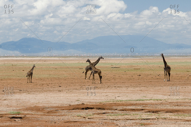 Tanzania, Africa, Four Maasai Giraffe
