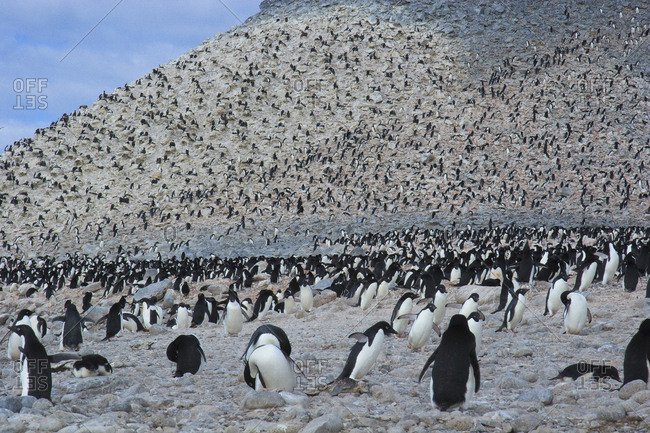 Adelie Penguin Rookery, Paulet Island, Antarctica