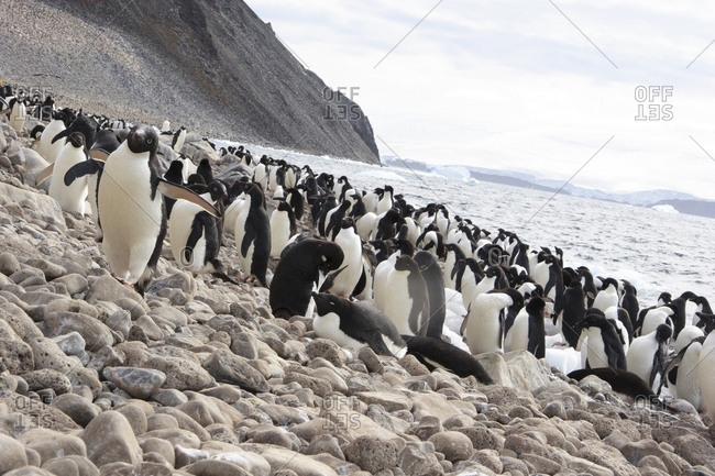 Adelie Penguin Rookery, Devil Island, Antarctica