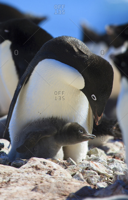 Adelie Penguin, Devil Island, Antarctica