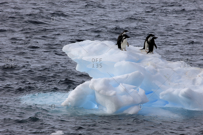 Adelie Penguin, Paulet Island, Antarctica