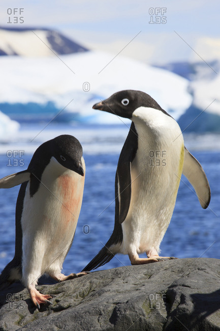 Adelie Penguin, Devil Island, Antarctica