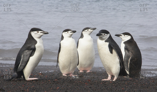 Chinstrap Penguin, Whaler's Bay, Deception Island, Antarctica