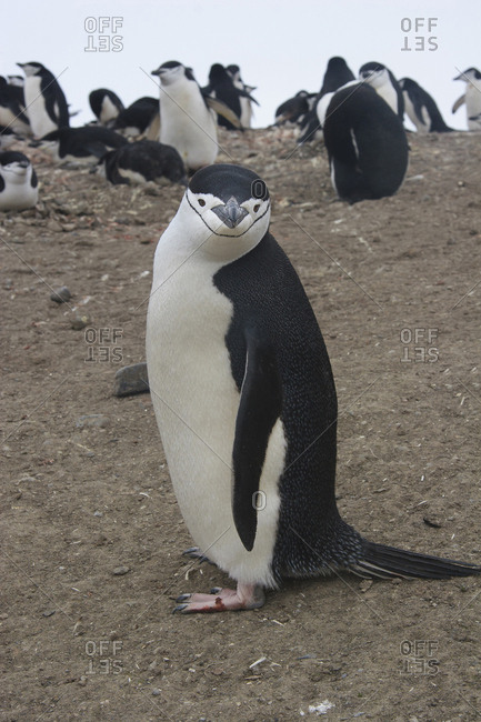 Chinstrap Rookery, Whaler's Bay, Deception Island, Antarctica