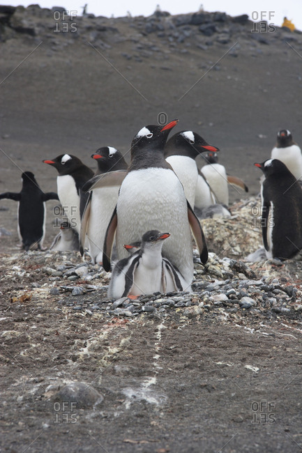 Gentoo Penguin, Barrientos Island, South Shetland Islands Antarctica