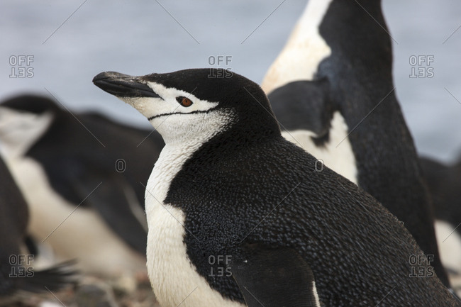 Chinstrap Rookery, Whaler's Bay, Deception Island, Antarctica