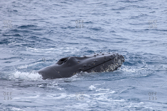 Humpback Whale, South Shetland Islands, Antarctica