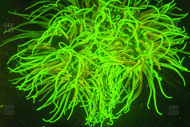 Magnificent Sea Anemone (Heteractis crispa) near airport and Laha Village, Ambon Island, Banda Sea, Indonesia