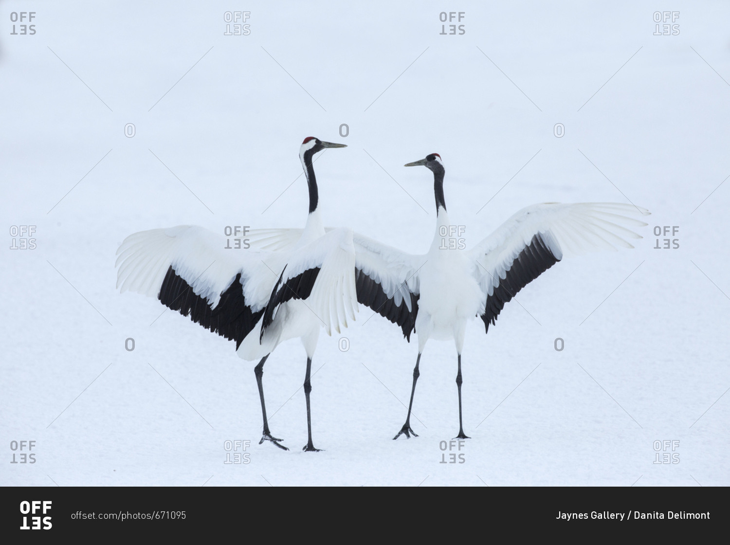 Japan, Hokkaido, Japanese cranes in mating dance