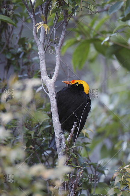 Lamington National Park, Australia, Regent Bowerbird male