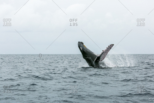 A humpback whale performs a breach at the Silver Bank, Dominican Republic