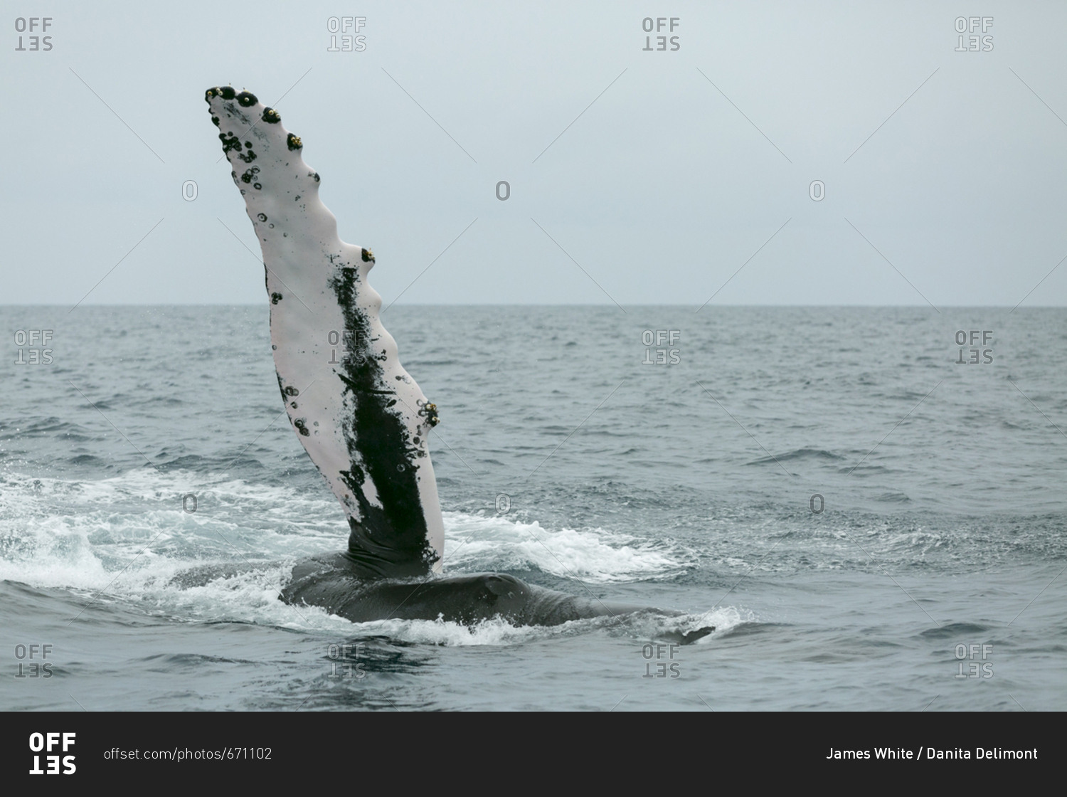 A humpback whale performs a pec fin slap the Silver Bank, Dominican Republic