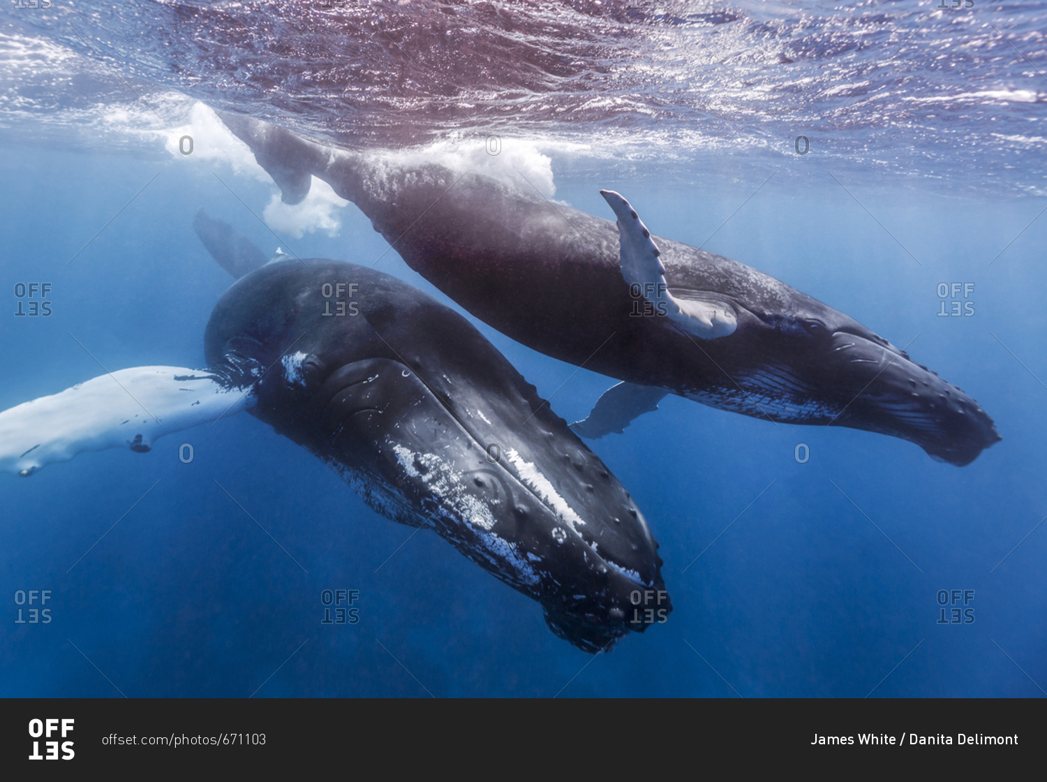 A mother and calf pair of humpback whales swim in clear blue water of the Silver Bank, Dominican Republic