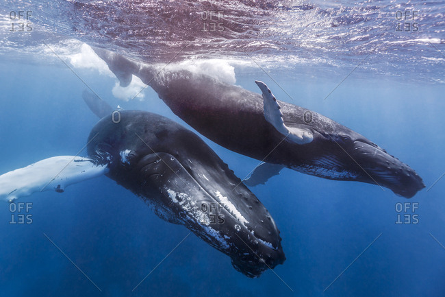 A mother and calf pair of humpback whales swim in clear blue water of the Silver Bank, Dominican Republic
