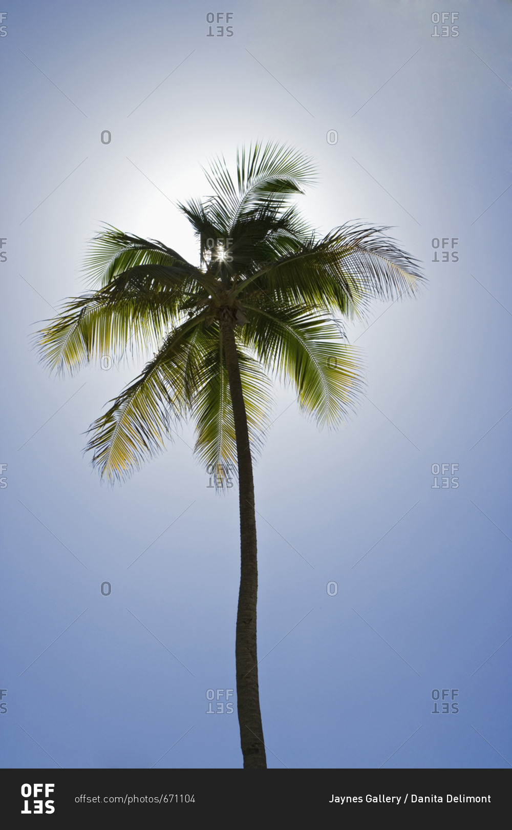 Caribbean, Puerto Rico, Coconut palm tree at Luquillo Beach