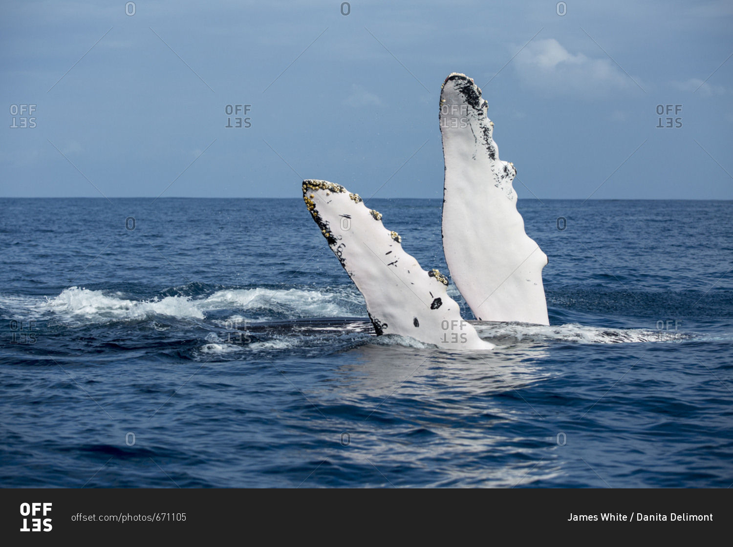 A humpback whale floats on its back while displaying its pectoral fins on the surface of blue water of the Silver Bank, Dominican Republic