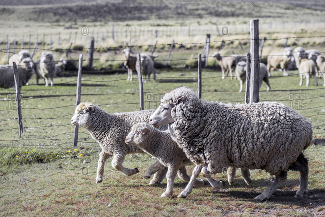 Argentina, Patagonia, South America, Three sheep on an estancia walk by other sheep