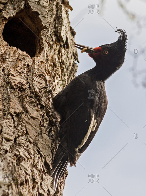 Argentina, Patagonia, South America, A female Magellanic Woodpecker brings a grub to her nest