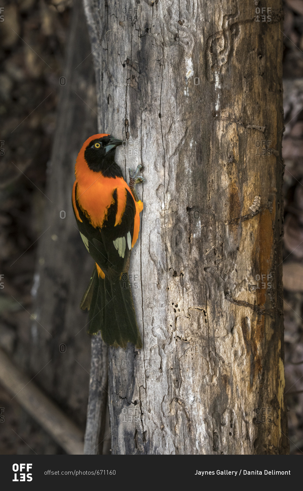Brazil, Pantanal, Orange-backed Tropical on tree