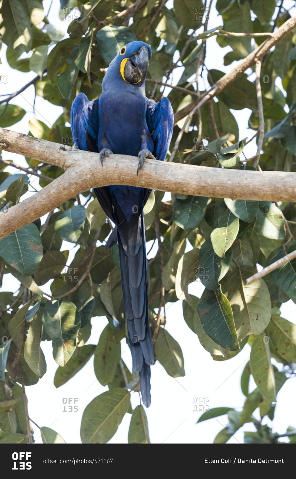 Brazil, The Pantanal, Portrait of a hyacinth macaw in a tree