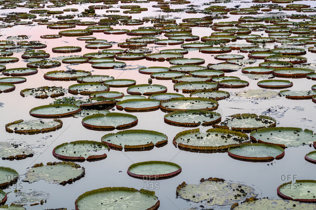 Brazil, The Pantanal, Giant lily pads are in the water at sunset