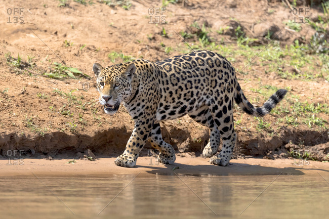 Brazil, The Pantanal, Rio Cuiaba, A female jaguar walks along the riverbank looking for prey