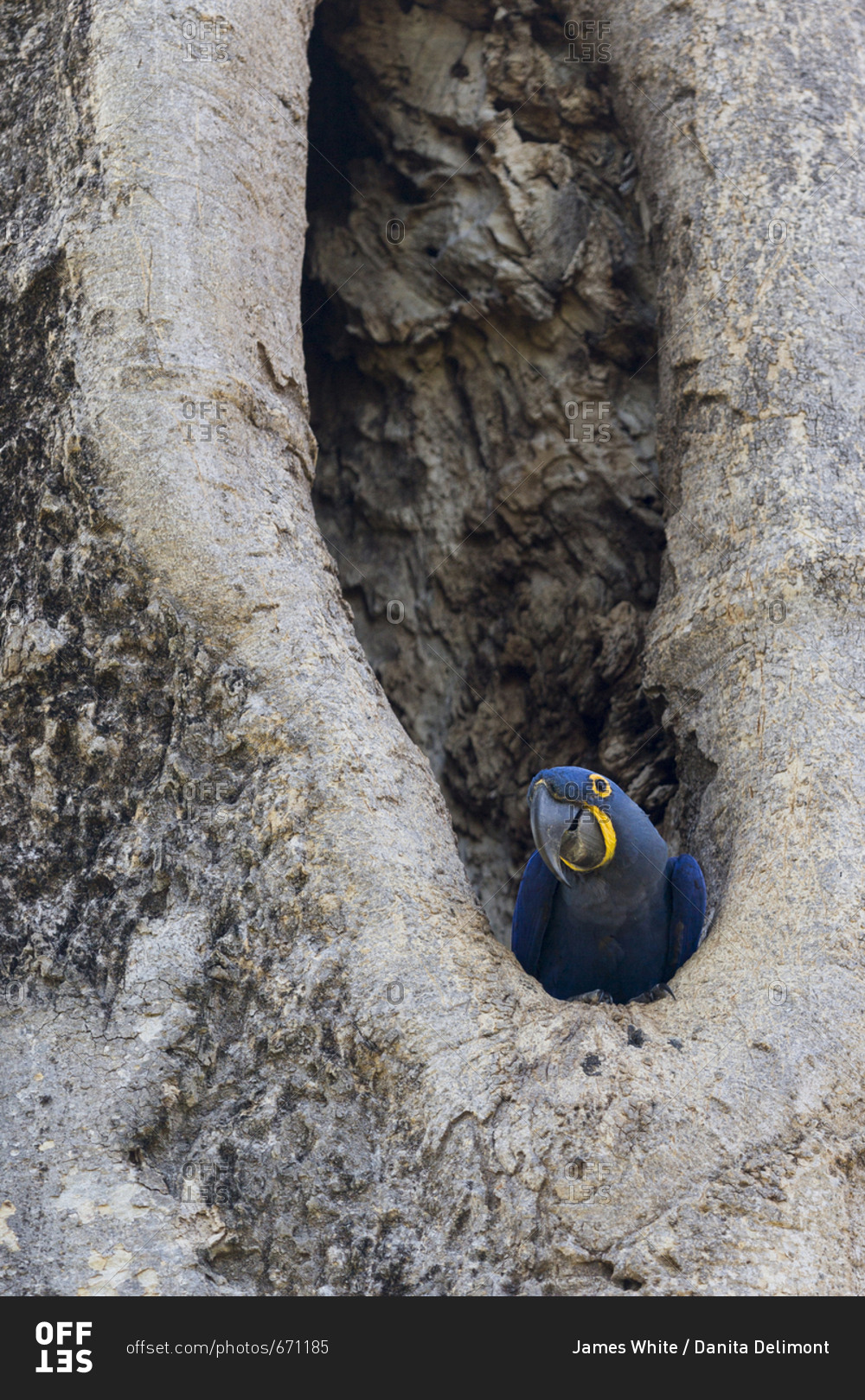 Hyacinth Macaw (the largest macaw and the largest flying parrot) in its nest in the Brazilian Pantanal