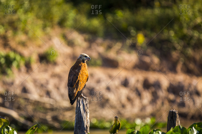 Black-collared Hawk Busarellus nigricollis resting on an old fence post in warm light in the Brazilian Pantanal