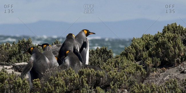 Tiera del Fuego area, Chile, Patagonia, Argentina, A group of King Penguins walk toward the ocean