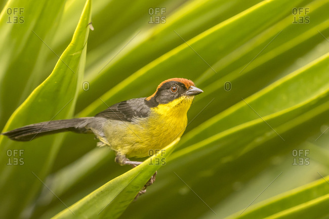 Ecuador, Nono, Rufous-naped bush-finch