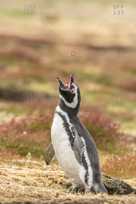 Falkland Islands, Bleaker Island, Magellanic penguin braying