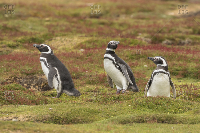 Falkland Islands, Bleaker Island, Magellanic penguins at burrows