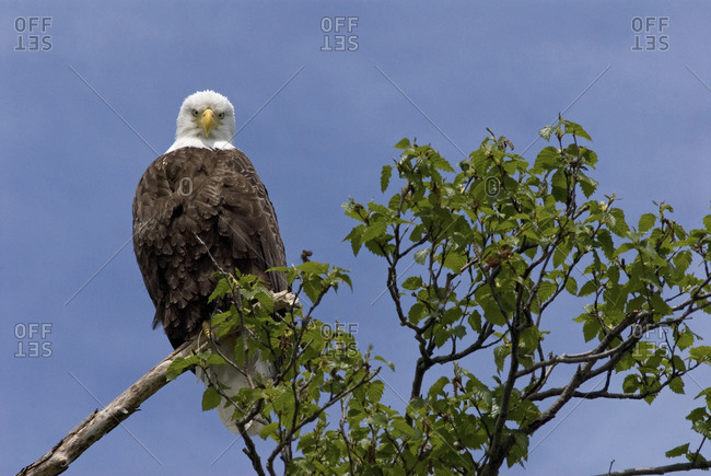Katmai Peninsula, Alaska, USA, American Bald Eagle