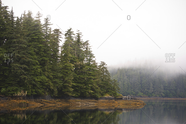 Fog and spruce trees near Pybus Bay, Inside Passage, Southeast Alaska, USA