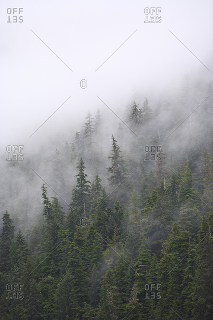 Fog and spruce trees near Pybus Bay, Inside Passage, Southeast Alaska, USA